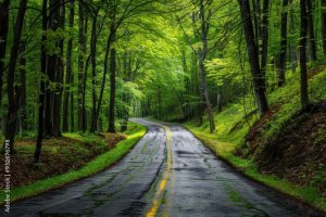 Mountain road through forest