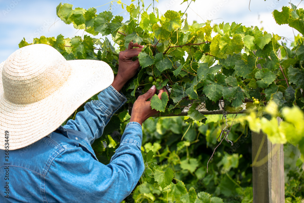 Desaru Fruit Farm